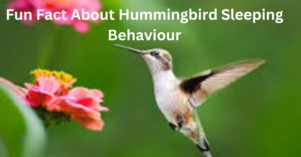 How Long do Hummingbirds Sleep