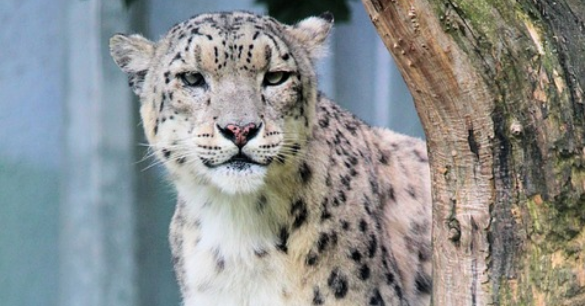 Facts About Snow Leopards Habitat