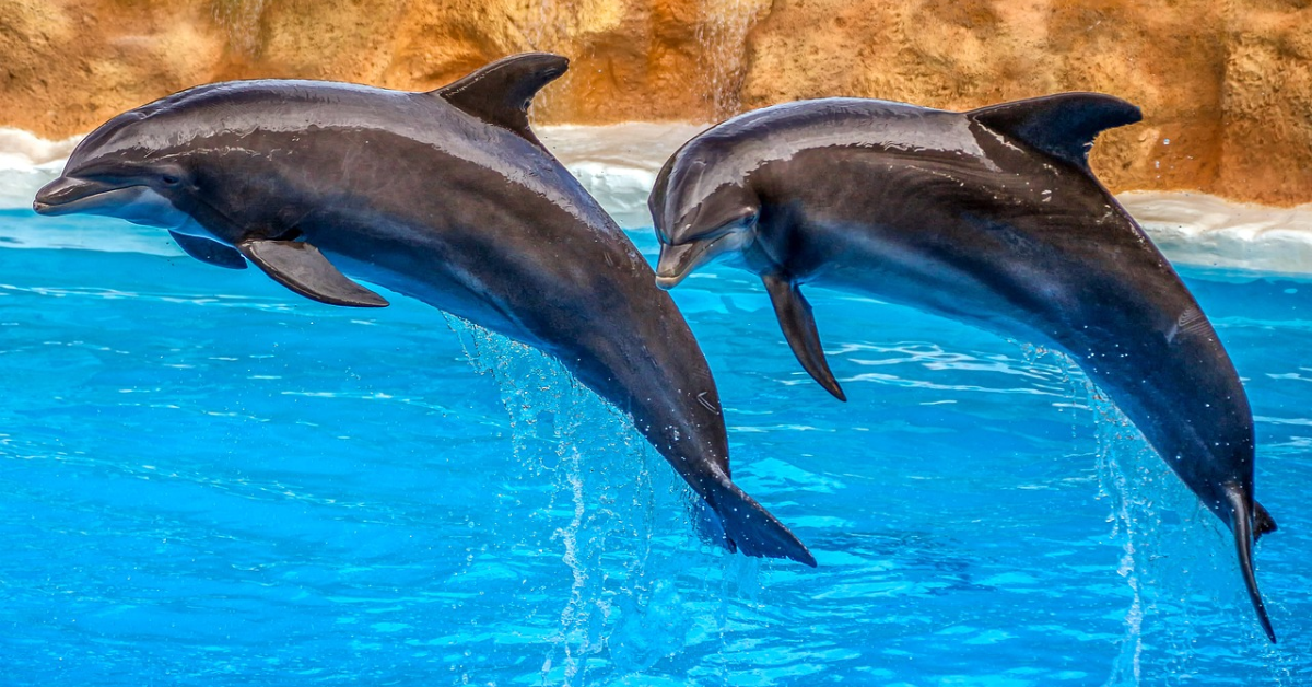 Fun facts About Dolphins