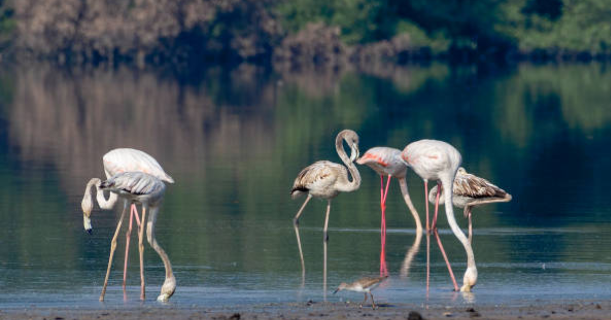 How Long Can Flamingos Stand on One Leg