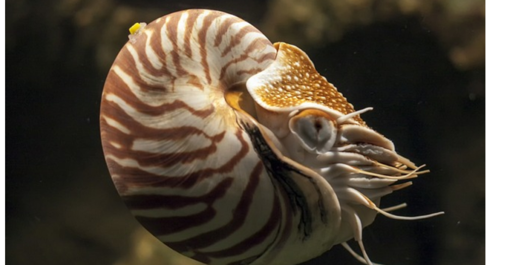  Nautilus Fun Facts