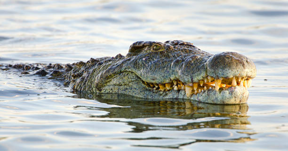 Saltwater Crocodile Fun Facts