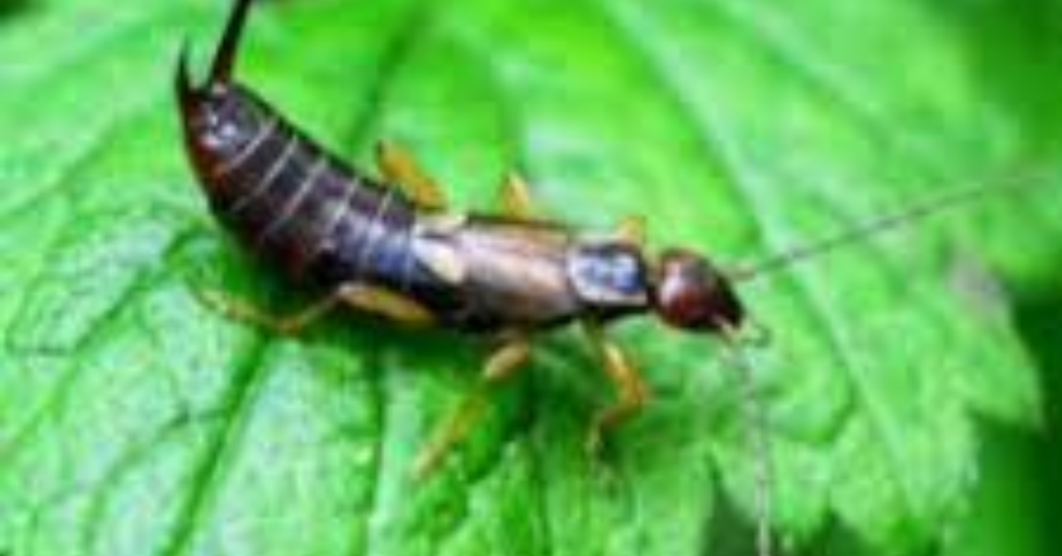 Are earwigs Dangerous to Humans