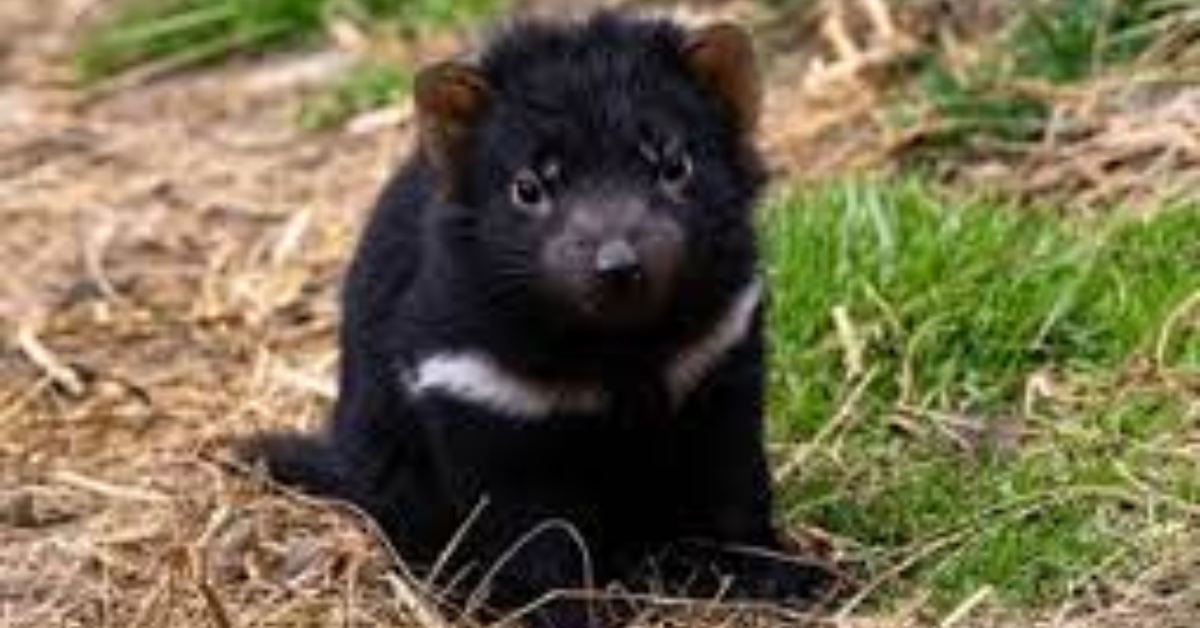 tasmanian devil marsupial