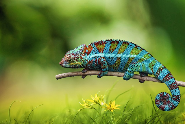 Chameleon Camouflage Facts