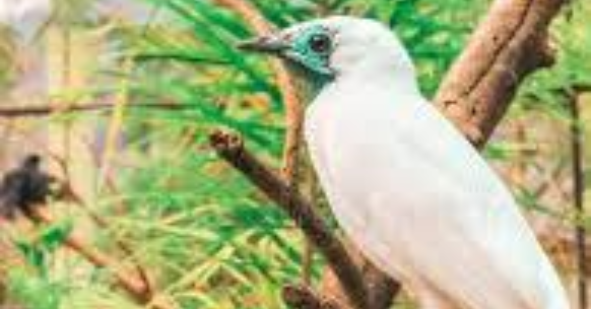 White Bellbird Habitat