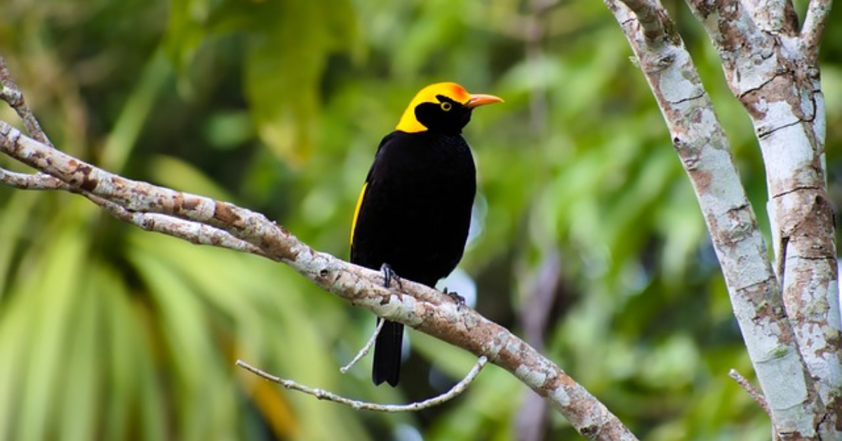 Bowerbirds Nest