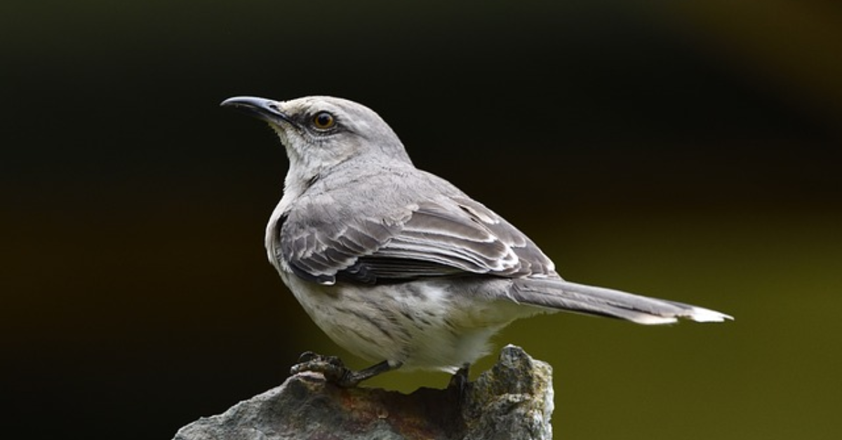 Northen Mockingbird Habitat